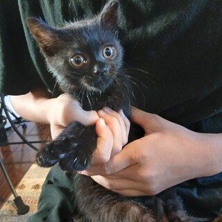 かわいいクロネコちゃん