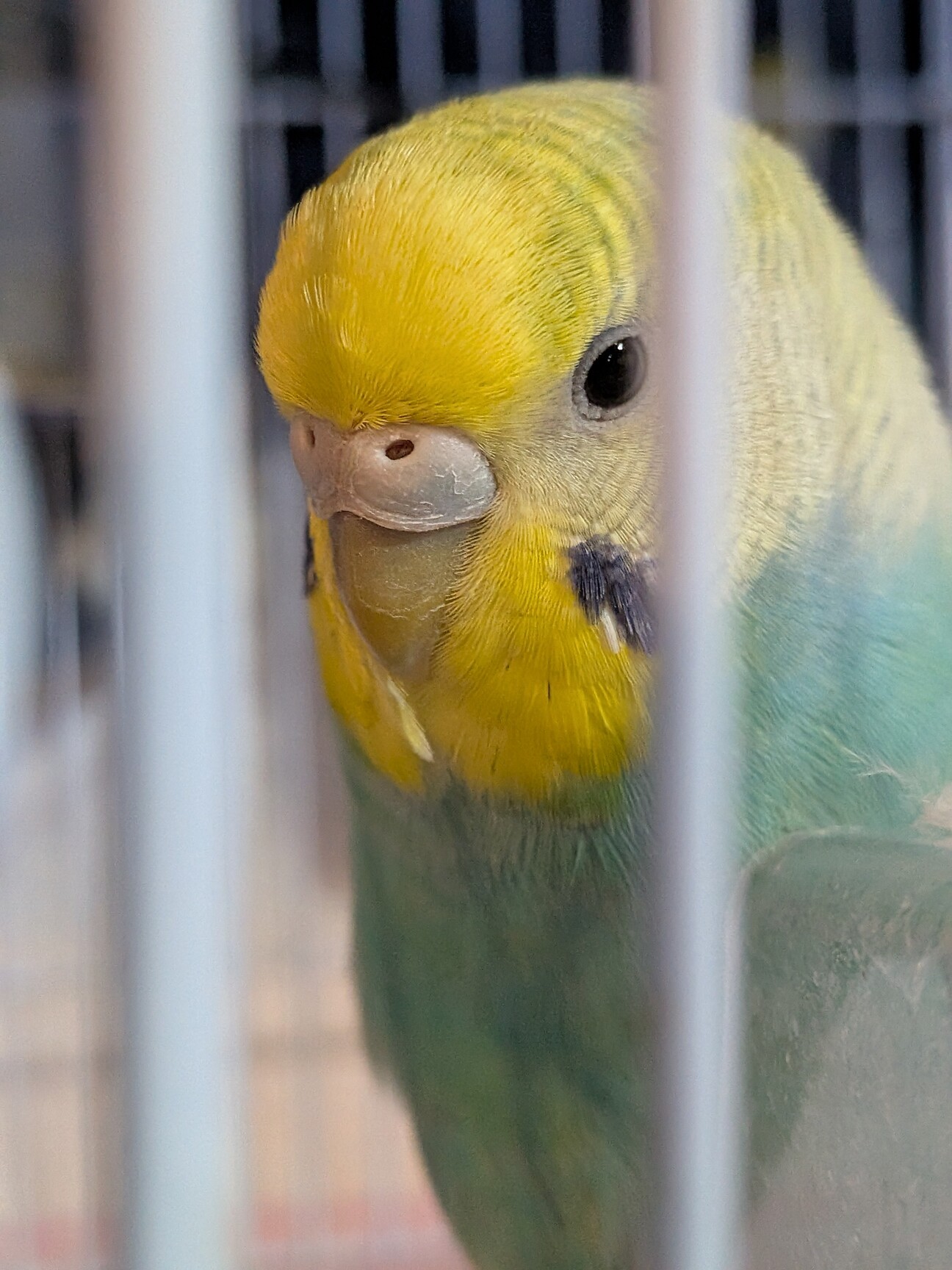 セキセイインコ2羽 1歳と半年」神奈川県 - 鳥の里親募集(523469