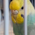 セキセイインコ2羽　1歳と半年