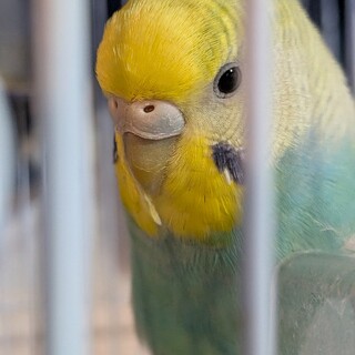 セキセイインコ2羽　1歳と半年