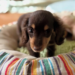 ダックス子犬のさん君