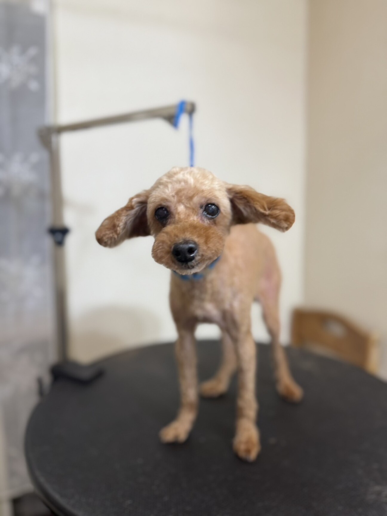 プードルのベルちゃん」東京都 - 犬の里親募集(518427) :: ペットの