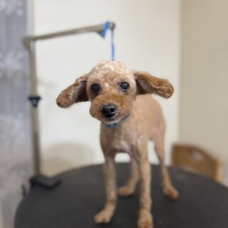 プードルのベルちゃん