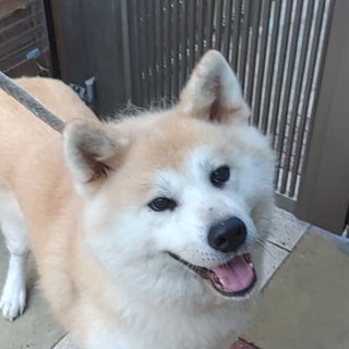 秋田犬メス5才