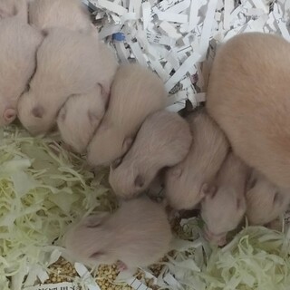 ゴールデンハムスター♂（キンクマ）の里親募集