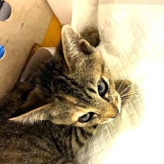 とても美人の女の子です！