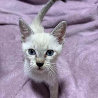 ミルクで育った２兄妹♡たまき君1.5ヶ月