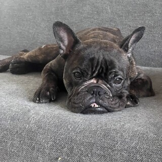 独特なお顔でお茶目な子「あい」ちゃん