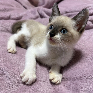 ミルクで育った２兄妹♡まどかちゃん1.5ヶ月