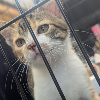 甘えたさんでお転婆★あずき★三毛ガール