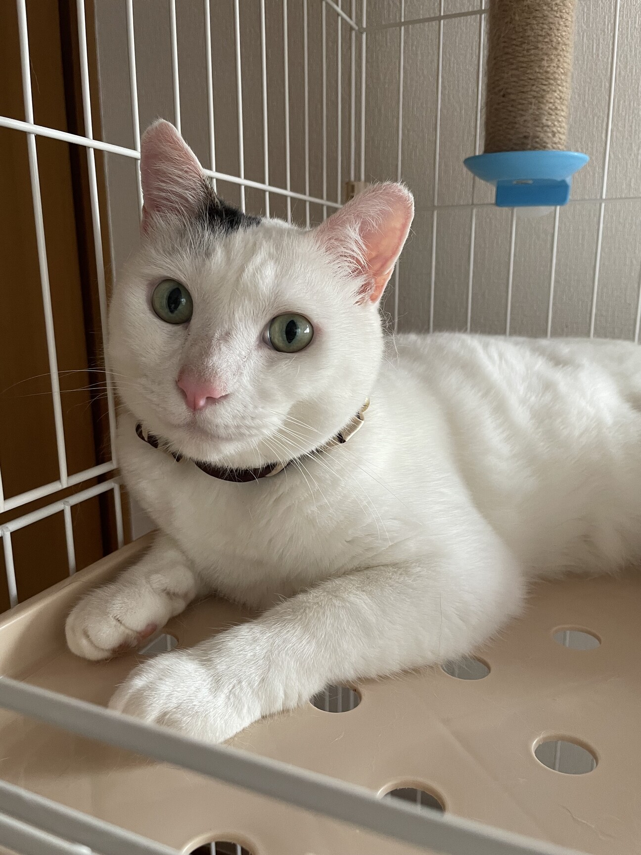 こねこ屋様♡ありがとうございます♡ ぬ？