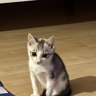 生後3ヶ月の女の子です‼️