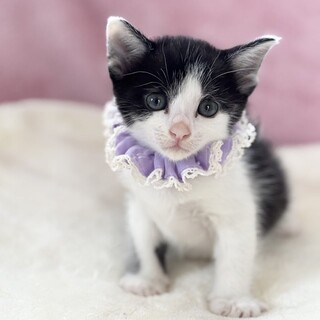 【8/24東銀座】レオくん★１ヵ月半♪