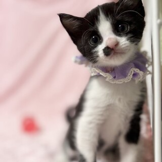 【8/24東銀座】ルイちゃん★１ヵ月半♪