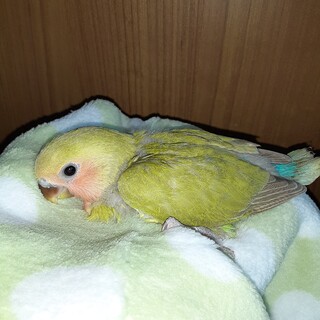 コザクラインコ里親募集(３羽います)