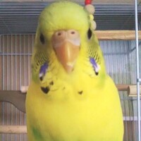 米(よね)ちゃん