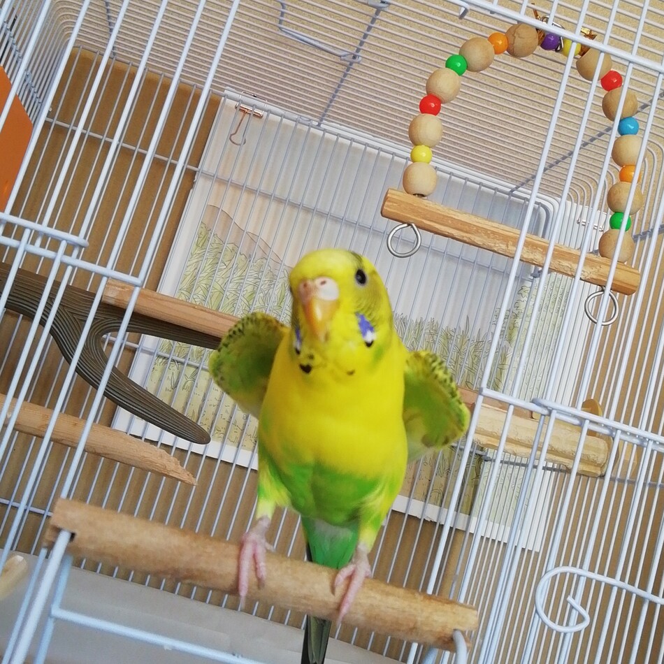 米(よね)ちゃんのカバー写真