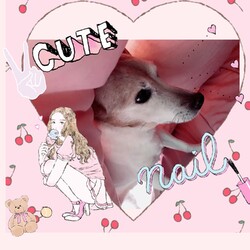 ぱにが虹の橋を渡りました