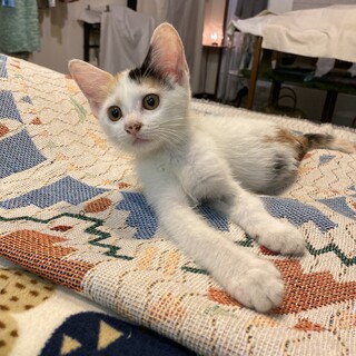 ほぼ白のかわいい三毛猫なっちゃん　女の子