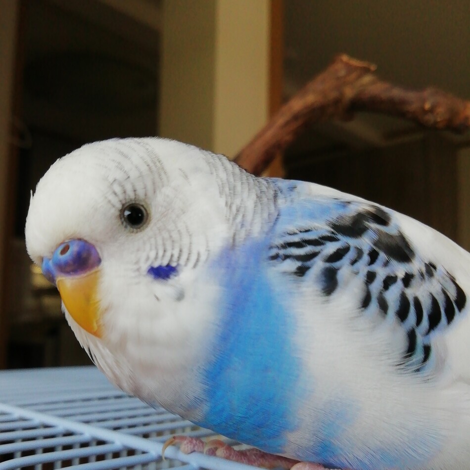 ゆきちゃんのカバー写真