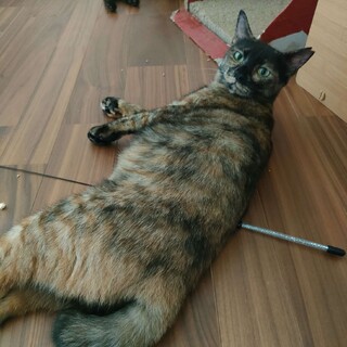 群馬から来た推定2歳のオモチャ大好きサビ猫（動画有