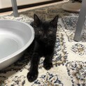 猫が好きなクロくん