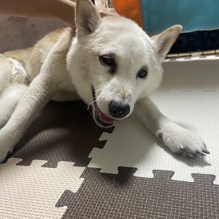 穏やかな柴のさちちゃん♡
