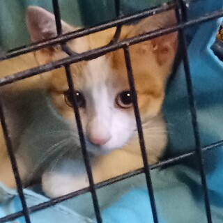 やんちゃ坊主で甘えん坊❤️白茶男子4ヶ月