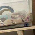 ハムスターキンクマ生後2ヶ月