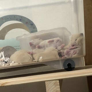 ハムスターキンクマ生後2ヶ月