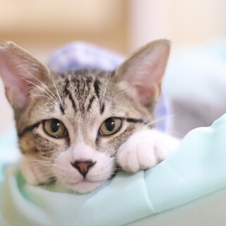 遊ぶの大好き！ランタンくん！