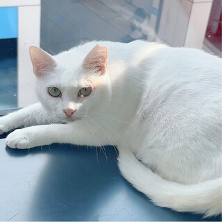 沖縄からずっとのお家を探しにきました！パールちゃん