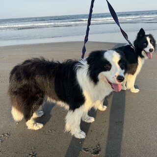 ボーダーコリー　2頭