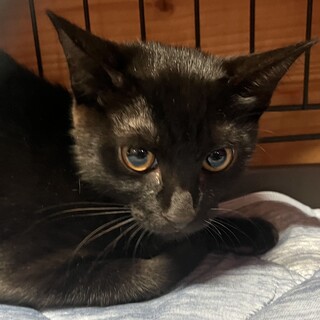 黒豹みたいな黒猫 まるで黒豹 | GANREF