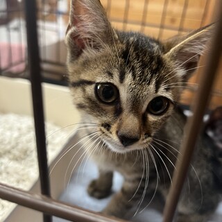里親決定★母乳で育った子猫