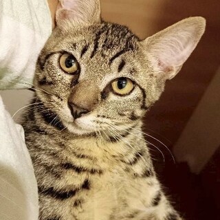 抱っこするとおとなしい男の子 リンくん