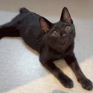 素直で明るい性格な男の子　クレくん