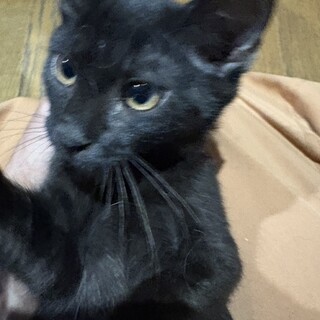 甘えん坊黒猫とさび猫姉妹三カ月一匹ずつOK