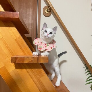 シャムミックスの女の子