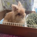 ライオンドワーフのうさぎちゃん(約1歳半年)
