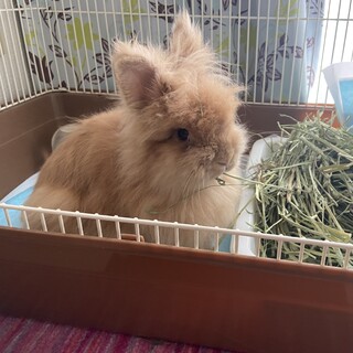 ライオンドワーフのうさぎちゃん(約1歳半年)