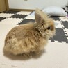 ライオンドワーフのうさぎちゃん(約1歳半年) サムネイル2