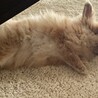 ライオンドワーフのうさぎちゃん(約1歳半年) サムネイル3