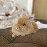 ライオンドワーフのうさぎちゃん(約1歳半年) サムネイル4
