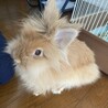 ライオンドワーフのうさぎちゃん(約1歳半年) サムネイル5