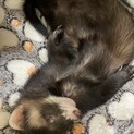 フェレット オス7ヶ月 とてもやんちゃで噛み癖あり