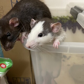 ファンシーラットオス2匹 4ヶ月 仲良しです