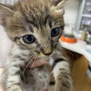 キジトラ 子猫2ヶ月ぐらい　3匹(雄?)