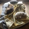 トラちゃんの近くで寝たいミースケ