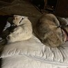 トラちゃんの近くで寝たいミースケ Ⅱ